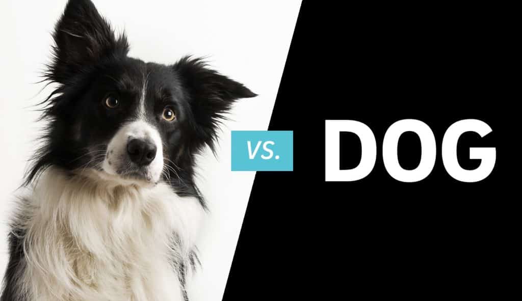 Dog vs Dog logo example
